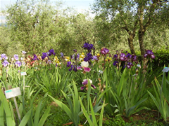 Il Giardino dell'Iris